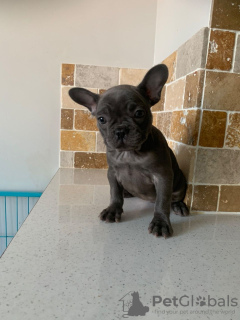 Photo №2 to announcement № 99338 for the sale of french bulldog - buy in Germany private announcement, from nursery
