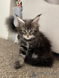 Photo №1.  - for sale in the city of Дюделанж | 329$ | Announcement № 141868