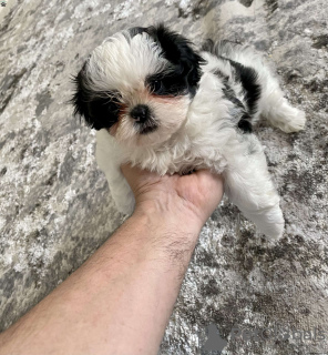 Photo №2 to announcement № 44773 for the sale of shih tzu - buy in Germany 