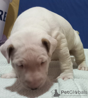 Additional photos: Bull terrier puppies