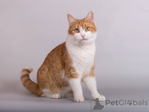 Photo №2 to announcement № 161799 for the sale of  - buy in Russian Federation from the shelter