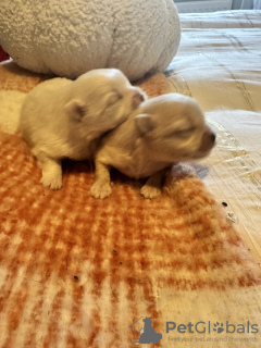 Photo №2 to announcement № 126702 for the sale of pomeranian - buy in United States 