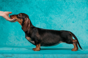 Photo №2 to announcement № 5412 for the sale of dachshund - buy in Russian Federation breeder