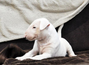 Photo №1. bull terrier - for sale in the city of Kiev | Negotiated | Announcement № 4579