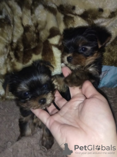 Photo №1. yorkshire terrier - for sale in the city of Dnipro | negotiated | Announcement № 11620