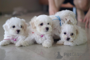 Photo №1. maltese dog - for sale in the city of Dusseldorf | negotiated | Announcement № 73861