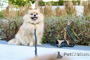 Photo №1. pomeranian - for sale in the city of ALAVUS | 723$ | Announcement № 169369