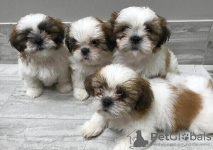 Photo №1. shih tzu - for sale in the city of Essen | 211$ | Announcement № 82836