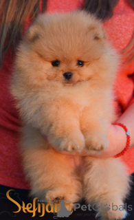 Photo №3. Pomeranian miniature spitz puppies. Serbia