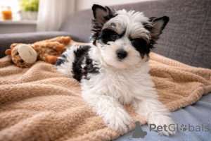 Photo №1. beaver yorkshire terrier - for sale in the city of OULU | 361$ | Announcement № 167365