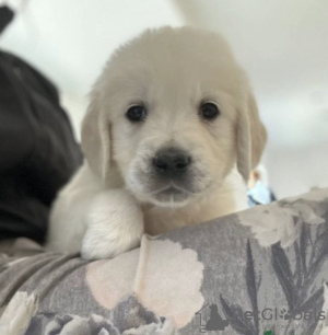 Photo №1. golden retriever - for sale in the city of Manzini | negotiated | Announcement № 42808