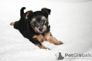 Photo №2 to announcement № 106742 for the sale of beaver yorkshire terrier - buy in Germany private announcement, breeder