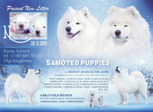 Photo №2 to announcement № 1270 for the sale of samoyed dog - buy in Russian Federation private announcement, from nursery, breeder