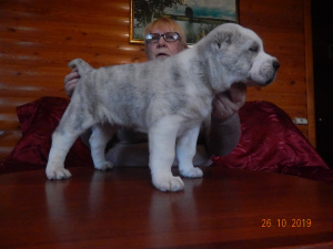 Photo №4. I will sell central asian shepherd dog in the city of Orenburg. breeder - price - 399$