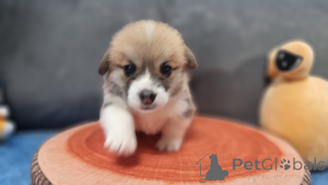 Photo №3. Elite puppies. Russian Federation