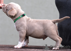 Photo №4. I will sell american bully in the city of Riga. from nursery - price - 3120$