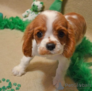 Photo №1. cavalier king charles spaniel - for sale in the city of Helsinki | 317$ | Announcement № 75635