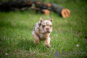 Additional photos: French bulldog