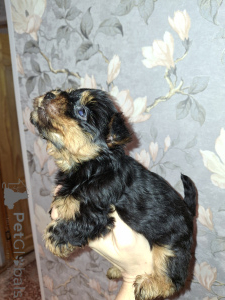 Photo №2 to announcement № 161491 for the sale of beaver yorkshire terrier, yorkshire terrier - buy in Estonia private announcement, from nursery, breeder