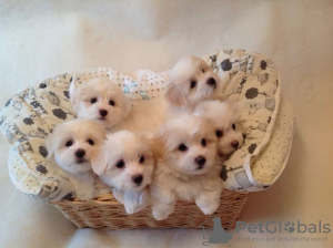 Photo №1. maltese dog - for sale in the city of Dietikon | 376$ | Announcement № 129293