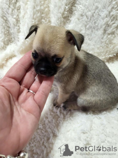 Additional photos: Chihuahua puppies