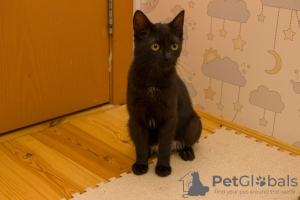 Photo №3. A wonderful black cat, kitten Charlie, is looking for a home and a loving. Belarus