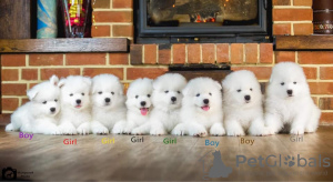 Photo №1. samoyed dog - for sale in the city of Yaroslavl | 363$ | Announcement № 10725