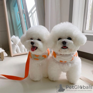 Photo №1. bichon frise - for sale in the city of Pécs | negotiated | Announcement № 79759