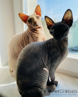 Photo №2 to announcement № 30213 for the sale of sphynx-katze - buy in Belarus private announcement