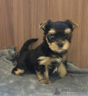 Photo №3. Yorkshire terrier puppies. Russian Federation