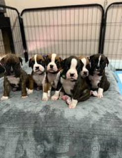 Photo №1. boxer - for sale in the city of Helsinki | 826$ | Announcement № 169386