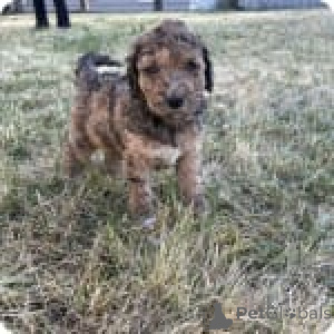 Photo №3. Alda. United States