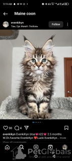 Photo №2 to announcement № 116327 for the sale of maine coon - buy in Switzerland private announcement