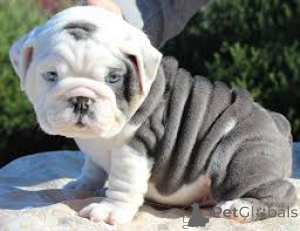 Photo №4. I will sell english bulldog in the city of Portsmouth.  - price - negotiated