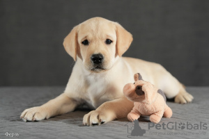 Additional photos: Fawn Labrador puppies