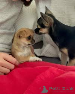 Photo №2 to announcement № 165951 for the sale of chihuahua - buy in Portugal private announcement, breeder