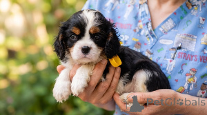 Photo №2 to announcement № 176477 for the sale of cavalier king charles spaniel - buy in Serbia breeder