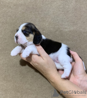Photo №1. beagle - for sale in the city of Kursk | 405$ | Announcement № 13125