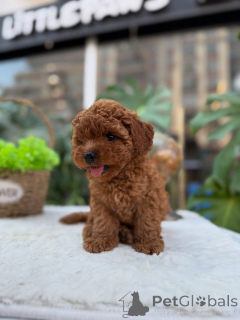 Photo №1. poodle (toy) - for sale in the city of Albacete | negotiated | Announcement № 167166