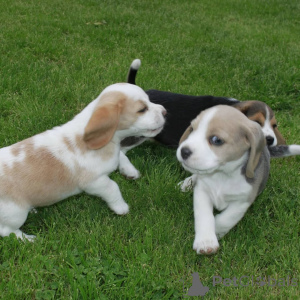 Photo №4. I will sell beagle in the city of Bad Münsteerefel. private announcement - price - 520$