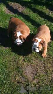 Photo №1. english bulldog - for sale in the city of Stavanger | 581$ | Announcement № 65953