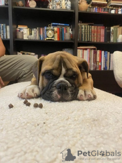 Additional photos: English bulldog