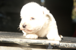 Photo №4. I will sell west highland white terrier in the city of Москва. private announcement, from nursery, breeder - price - 1302$