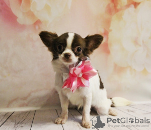 Photo №1. chihuahua - for sale in the city of Москва | 1057$ | Announcement № 41546