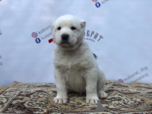 Photo №4. I will sell central asian shepherd dog in the city of Ryazan. breeder - price - 325$