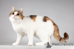 Photo №4. I will sell  in the city of Khimki. from the shelter - price - Is free