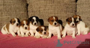 Photo №1. jack russell terrier - for sale in the city of Geneva | 421$ | Announcement № 13362