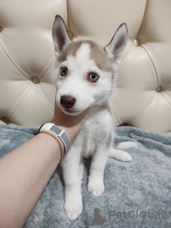 Photo №3. Purebred blue eyed husky puppies for sale!. Russian Federation