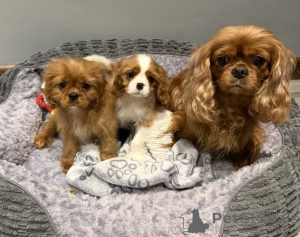 Photo №1. cavalier king charles spaniel - for sale in the city of Bad Wildungen | negotiated | Announcement № 169600