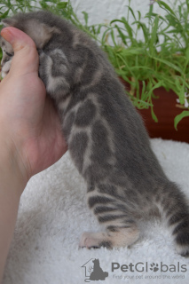 Photo №2 to announcement № 11735 for the sale of bengal cat - buy in Russian Federation from nursery